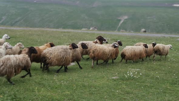 A Group of Sheep Run Across the Lawn in the Mountains