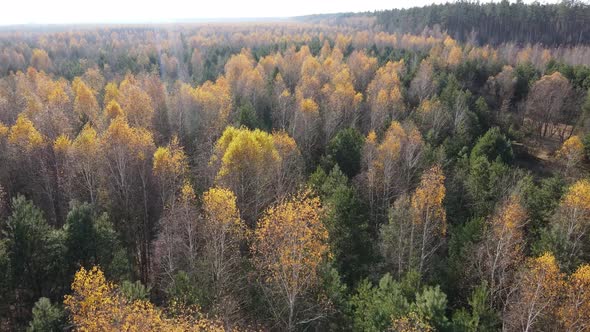 Trees in the Autumn Forest in the Afternoon