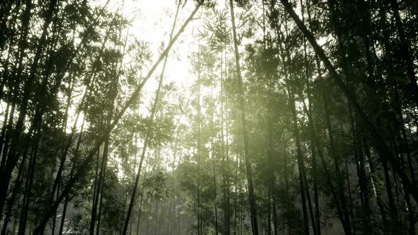 Lanscape of Bamboo Tree in Tropical Rainforest, Malaysia alt