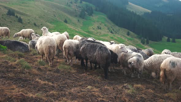 Sheep Herd on Mountain Plateau Pasture