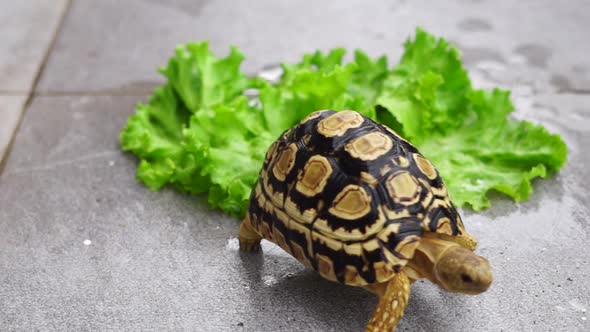 Animal Tortoise