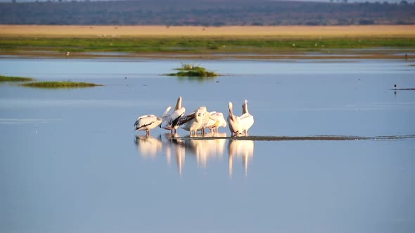 Pod Of Pelicans In Lake Amboseli