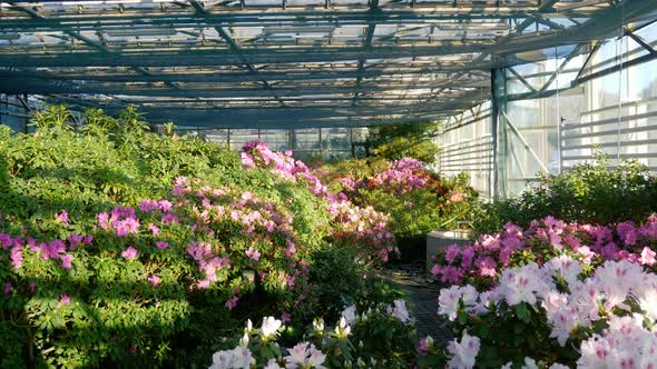 Incredibly Beautiful Sunny Greenhouse