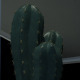 Cactus Plant - 3DOcean Item for Sale