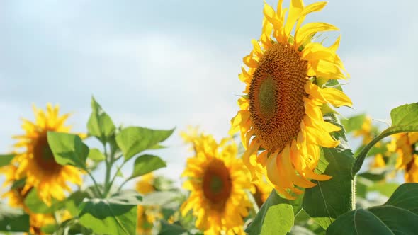 Sunflowers 