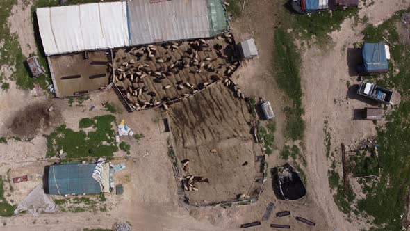 Aerial View Sheep Farm