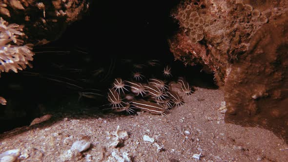 Striped Catfish Schooling