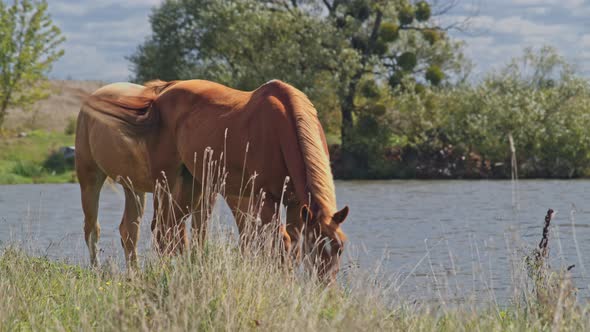 Brown Horses in the Horse Farm