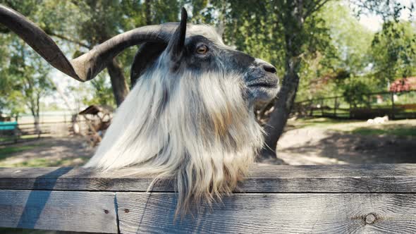 Goat Looks Over the Farm Fence Goats on the Farm