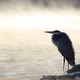 Great Blue Heron in the Morning Mist (Close) - VideoHive Item for Sale