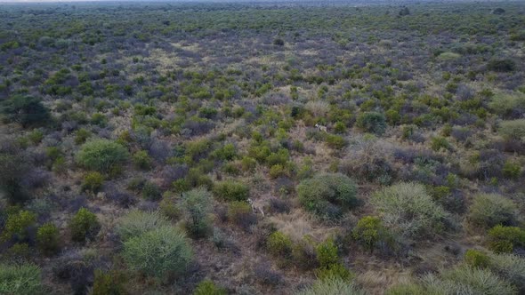 Aerial view of Eland and Oryx antelopes in grasslands at dusk, Botswana