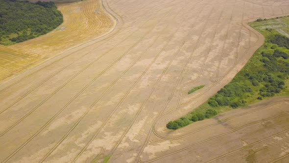 Aerial view of yellow agriculture wheat field ready to be harvested in late summer.