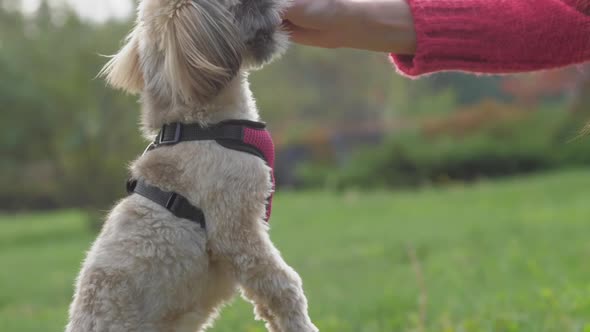 Woman Gives Tasty Treat to Funny Shih Tzu Dog on Green Lawn