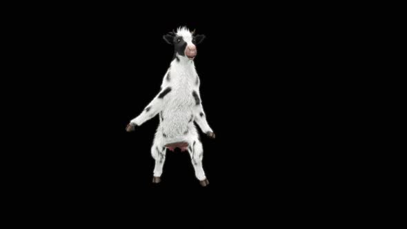 Cow Dance HD