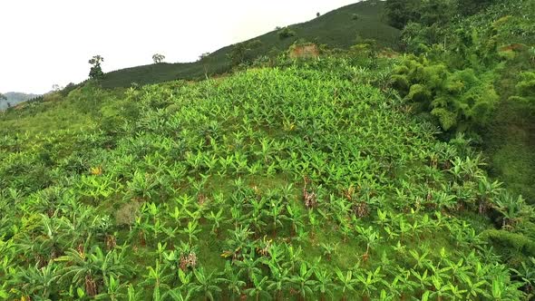 Banana plantations in the mountains