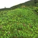 Banana plantations in the mountains - VideoHive Item for Sale