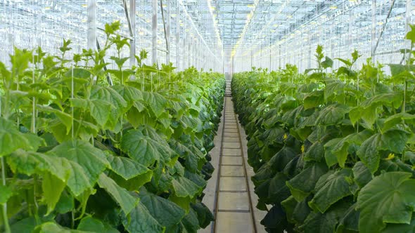 Vegetable Plants Growing in Hydroponic Greenhouse