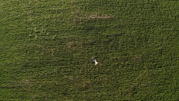 Man Resting on a Green Field