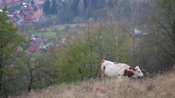 Cow grazing on a hill