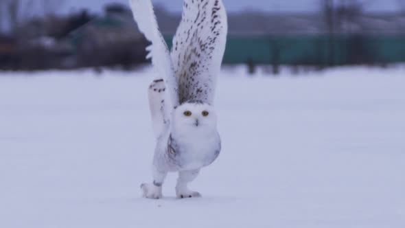 Snowy owl slow motion take off flight in snow