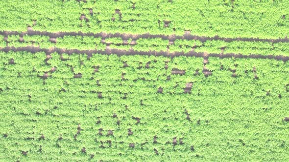 Green Potato Field with Rows and Rows of Potato Plants Aerial View Shot with a Drone