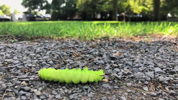 Caterpillar Crawling on the Ground at a Park