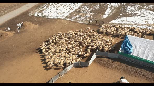 Aerial view of flock of sheep