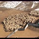 Aerial view of flock of sheep - VideoHive Item for Sale