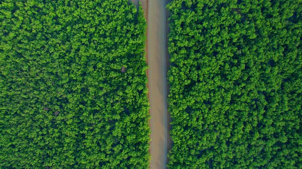 4K : Aerial view over mangrove forest at Khlong Khon, Samut Songkhram, Thailand