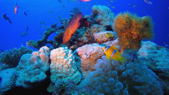 Reef Coral Garden Clownfish