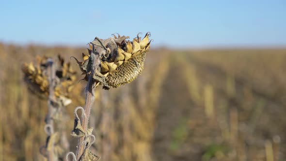 Harvesting Time. A Field of Ripe Sunflowers. Harvest Sunflower Seeds in Autumn. Dry Stalk of a