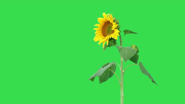 Sunflower On Green 6