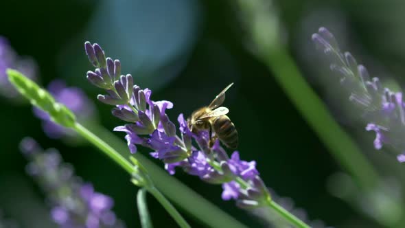 Bee pollination