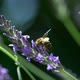 Bee pollination - VideoHive Item for Sale