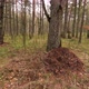 Anthill in the forest - VideoHive Item for Sale