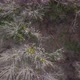 Aerial View From Above of Autumn Forest Gray Trees Bald Trees in Late Autumn - VideoHive Item for Sale
