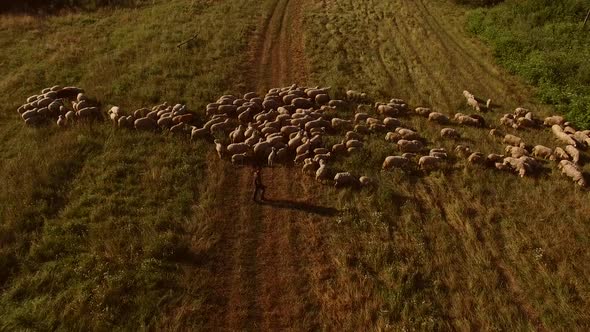 Man Walking Near Sheep Flock