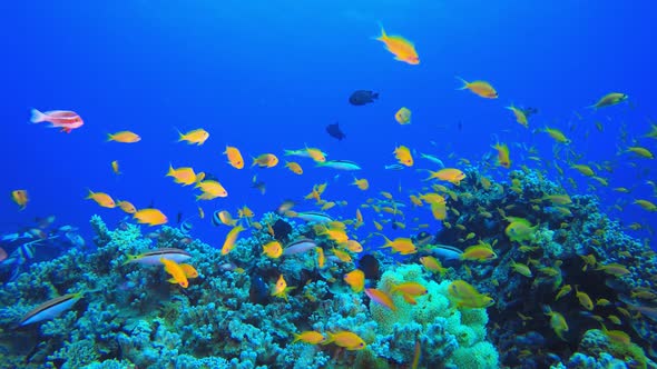 Tropical Fish Coral Reef