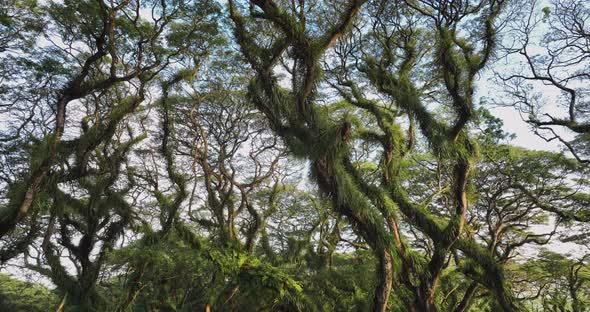 Trembesi tree branches covered in epiphytic plants and grass, De Djawatan Forest