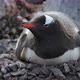 Gentoo penguin (Pygoscelis papua) on rocks, Cuverville Island, Antarctica - VideoHive Item for Sale