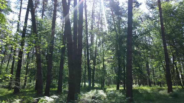 Beautiful Green Forest on a Summer Day Slow Motion