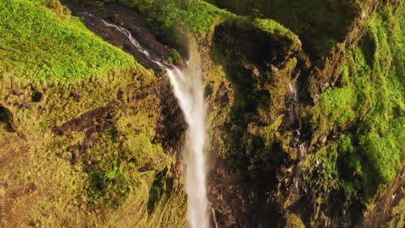 Endemic Vegetation Covers Coastal Volcanic Cliff