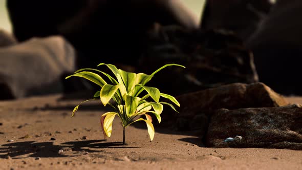 Green Plant at Sand Beach