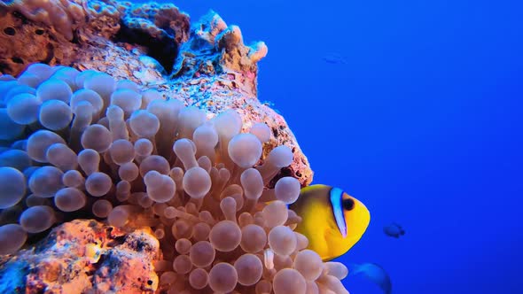 Sea Life Clownfish