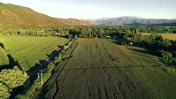 60 fps (slow could be slow motion) aerial view of a cornfield in Chile summer time, close to one of