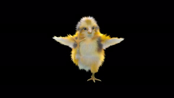 26 Baby Chicks Dancing 4K