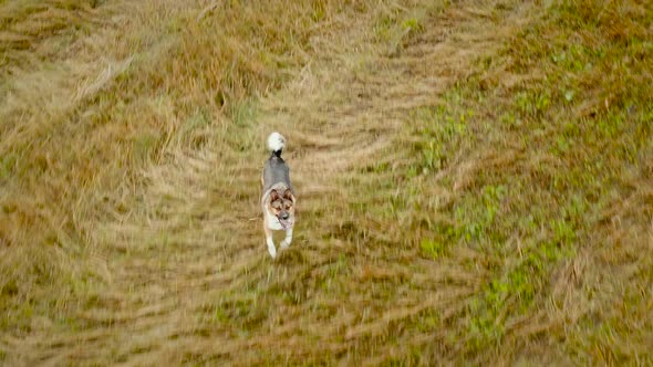 Funny Mixed Breed Dog Running For Camera In Autumn Field. Elevated View, Flight Shot