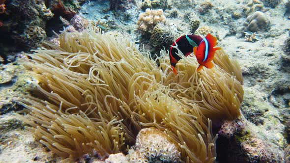 Coral Reef with Fish Underwater, Leyte, Philippines