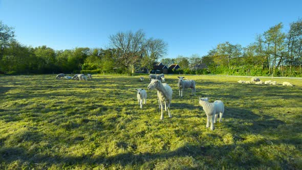 sheep with lambs organic dairy farm curious