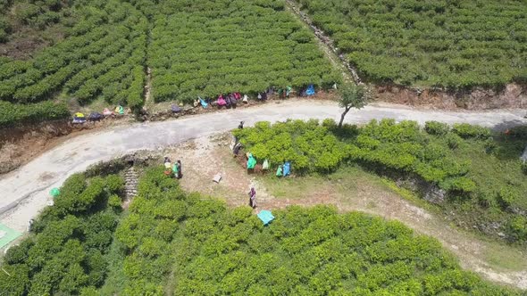 Women Rest Sitting Near Large Green Tea Plantation on Slope